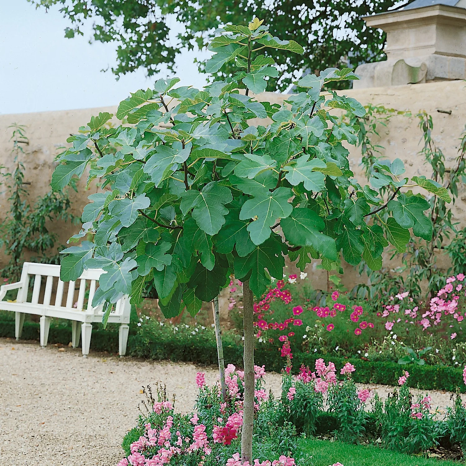 Fig Ficus Carica 5L Standard 130-150cm 3 Fig Ficus Carica 5L Standard 130-150cm