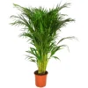 None Areca Palm 19cm. 2 None Areca Palm 19cm. -Elise Bloom 13154595 1524897484206143
