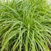 Grass Carex 14 Cm -Elise Bloom 13218552 3904886533917690
