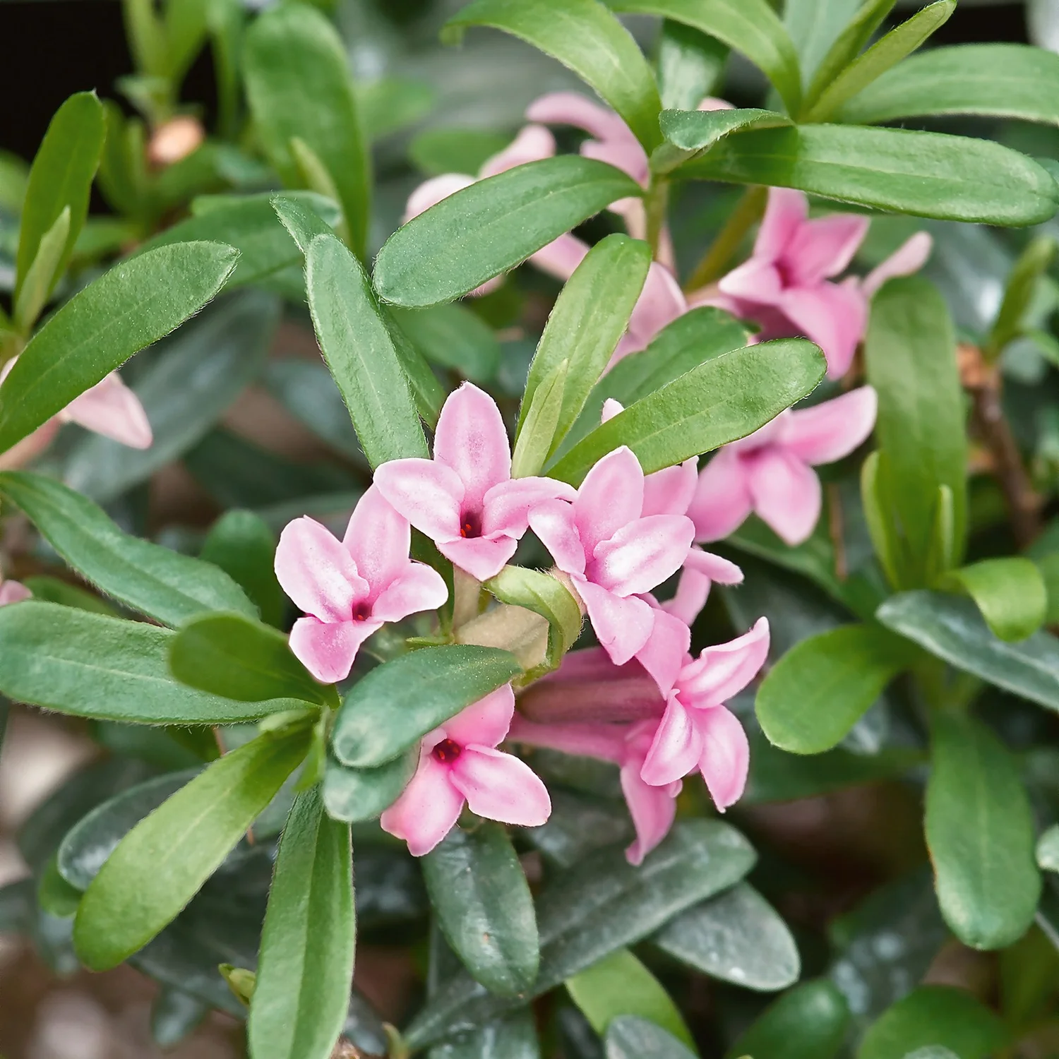 Daphne Fragrance Mix 15cm 3 Daphne Fragrance Mix 15cm