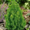 Picea Glauca Conica 23cm 70-80cm -Elise Bloom 13227123 5554893277519743