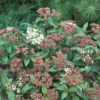 Viburnum Tinus 17cm Std 50-60cm -Elise Bloom 13227124 1994893278663199