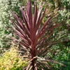 Cordyline Australis Red Star 17cm -Elise Bloom 13231885 3934893276641715