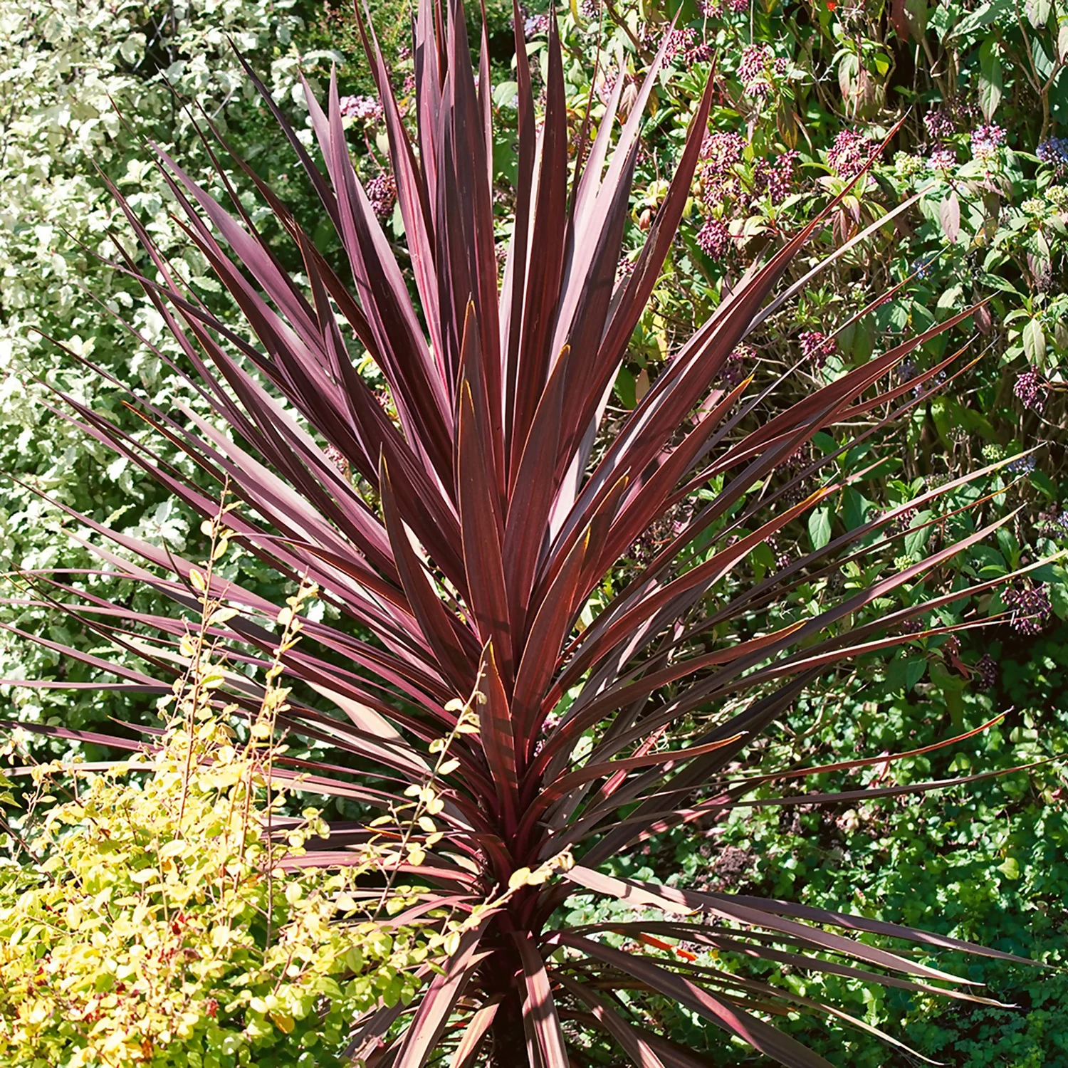 Cordyline Australis Red Star 17cm 3 Cordyline Australis Red Star 17cm