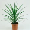 Cordyline Australis Verde 17cm 1 Cordyline Australis Verde 17cm -Elise Bloom 13231887 2084893276646569