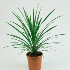 Cordyline Australis Verde 17cm