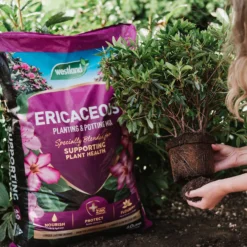 Westland Ericaceous Planting & Potting Mix - 50L 6 Westland Ericaceous Planting & Potting Mix - 50L -Elise Bloom 13280773 1754927597041525