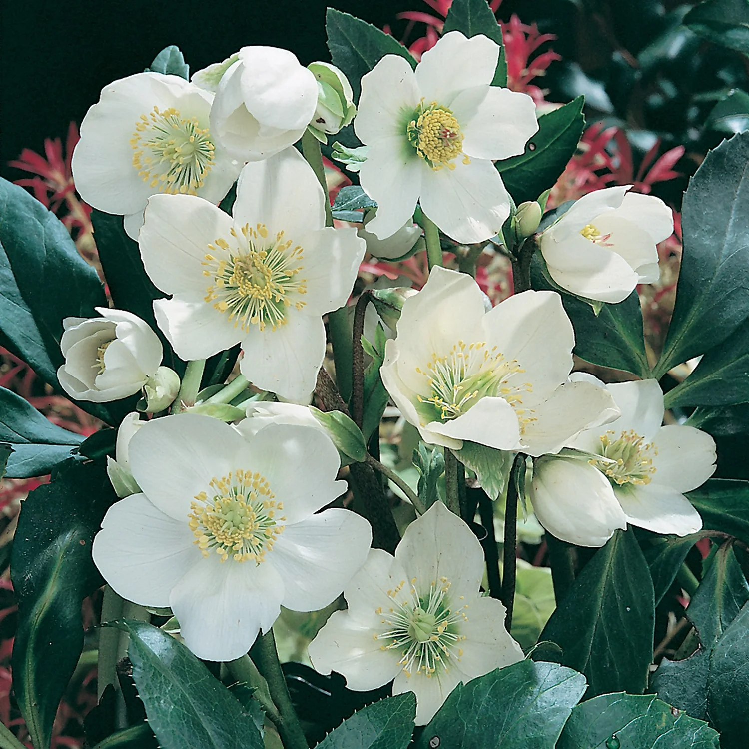Helleborus Niger Christmas Carol 6 Pack 3 Helleborus Niger Christmas Carol 6 Pack