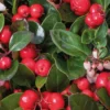 Gaultheria Procumbens Big Berry 6 Pack -Elise Bloom 13295660 1255030719530720