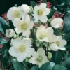 Helleborus Niger Christmas Carol 12cm 1 Helleborus Niger Christmas Carol 12cm -Elise Bloom 13301636 1624893275976621