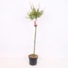 Salix Integra Flamingo 21cm STD -Elise Bloom 13338937 1455058463273647