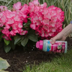 Westland Ericaceous Granular Plant Food 900g -Elise Bloom 13411839 1274971590758911