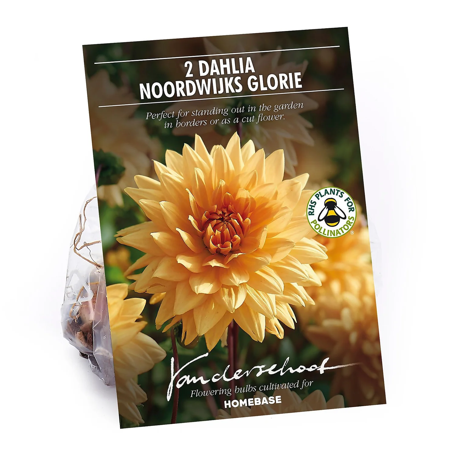 None Decorative Dahlia Noordwijks Glorie Flower Bulbs 3 None Decorative Dahlia Noordwijks Glorie Flower Bulbs