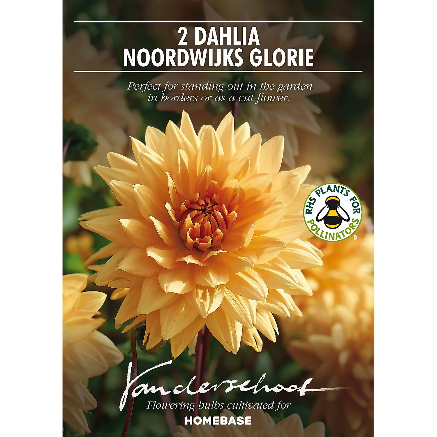 None Decorative Dahlia Noordwijks Glorie Flower Bulbs 4 None Decorative Dahlia Noordwijks Glorie Flower Bulbs - Image 2
