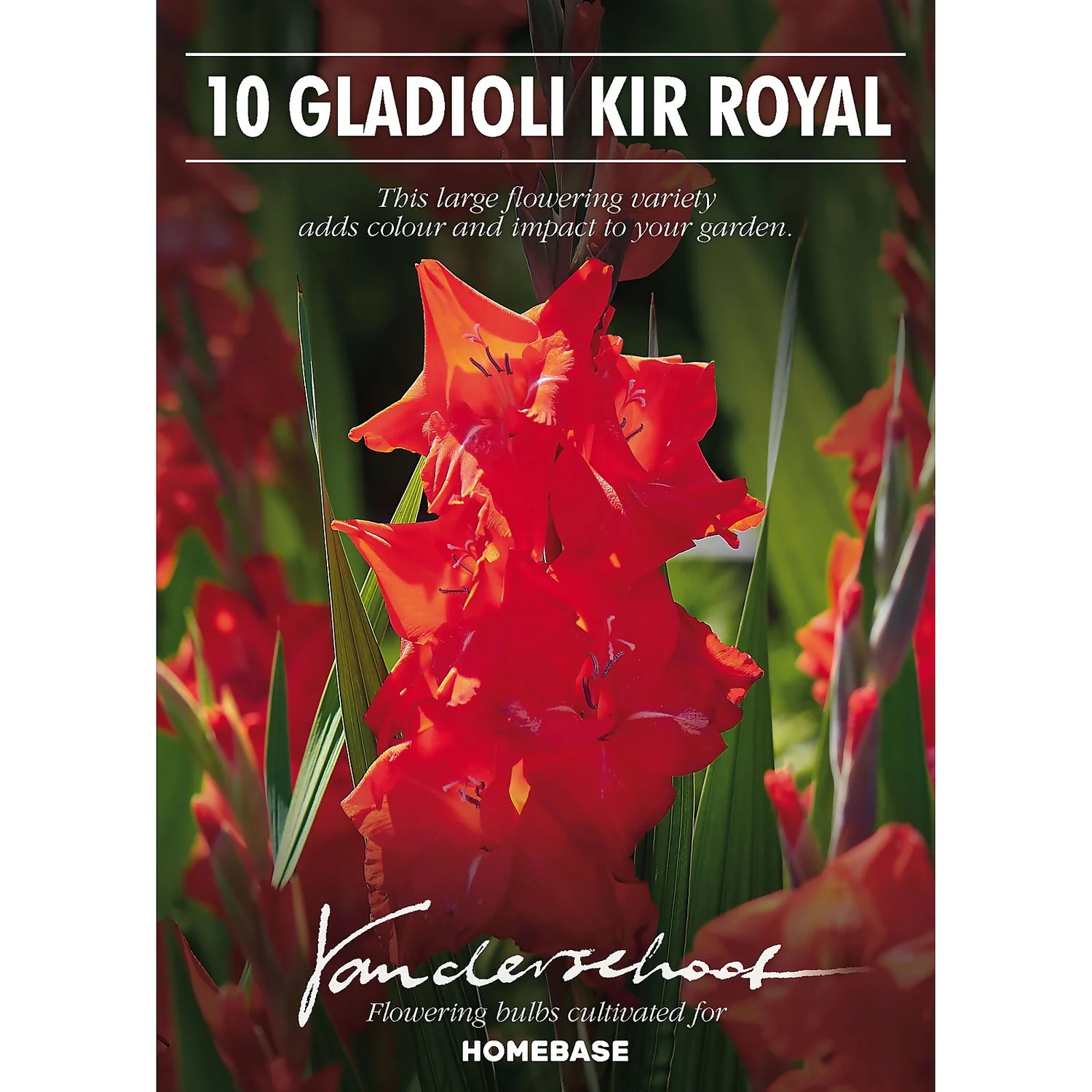 None Gladioli Kir Royal Flower Bulbs 4 None Gladioli Kir Royal Flower Bulbs - Image 2