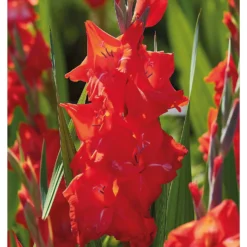 None Gladioli Kir Royal Flower Bulbs 7 None Gladioli Kir Royal Flower Bulbs -Elise Bloom 13436278 1145022421494144