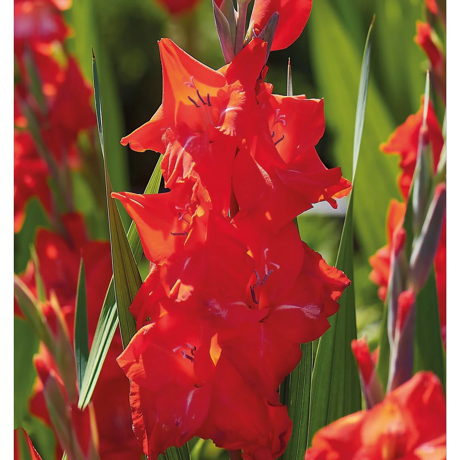 None Gladioli Kir Royal Flower Bulbs 5 None Gladioli Kir Royal Flower Bulbs - Image 3