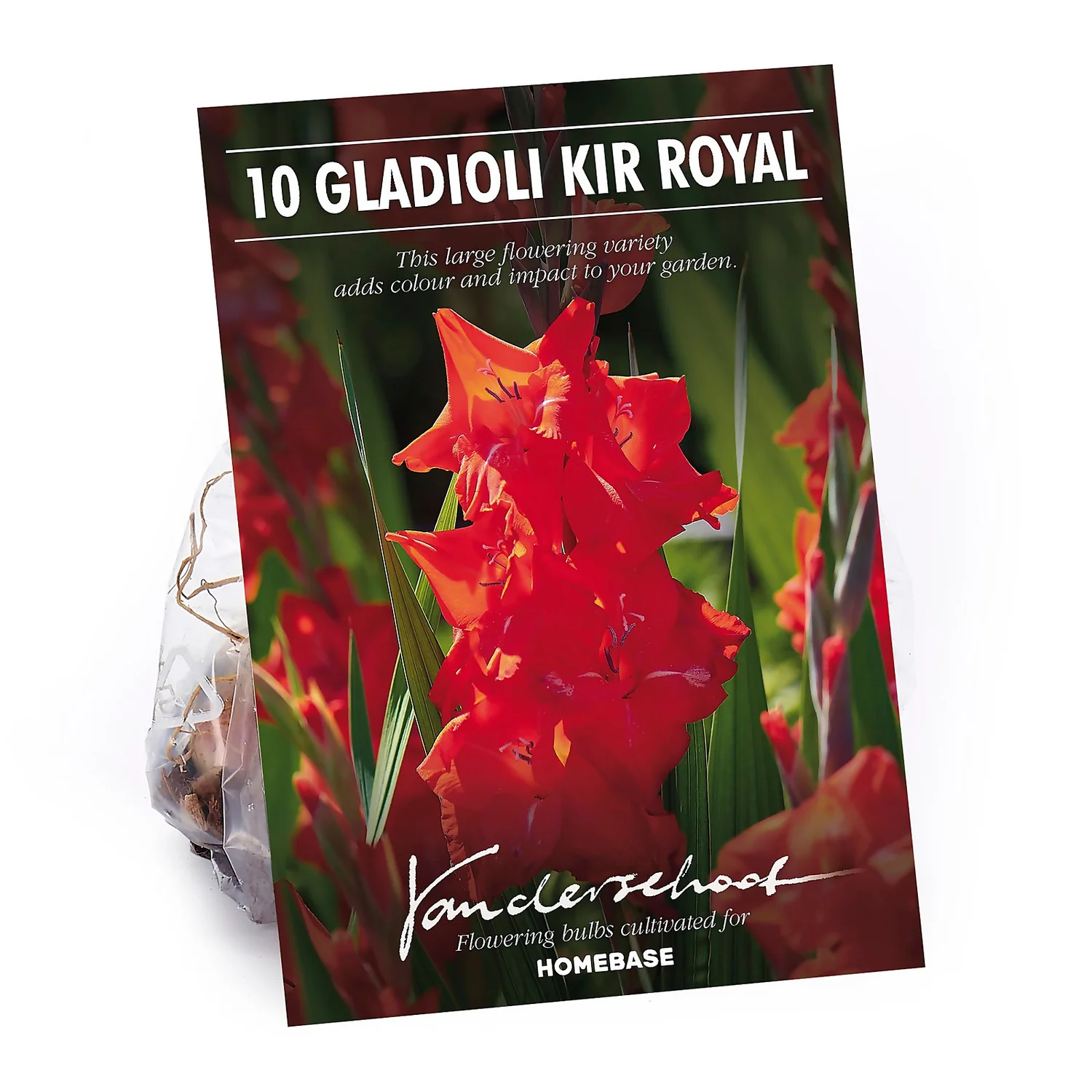 None Gladioli Kir Royal Flower Bulbs 3 None Gladioli Kir Royal Flower Bulbs