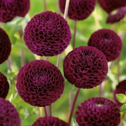 None Pompon Dahlia Rocco Flower Bulbs -Elise Bloom 13436279 1325022421492983