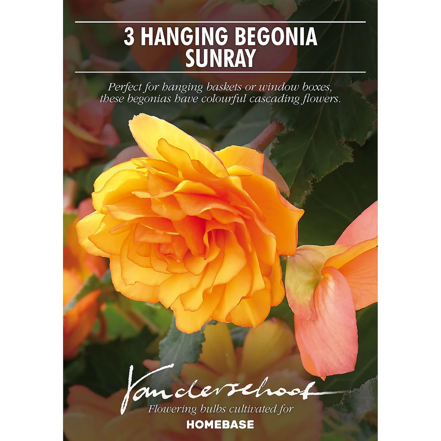 None Hanging Begonia Sunray Flower Bulbs 4 None Hanging Begonia Sunray Flower Bulbs - Image 2