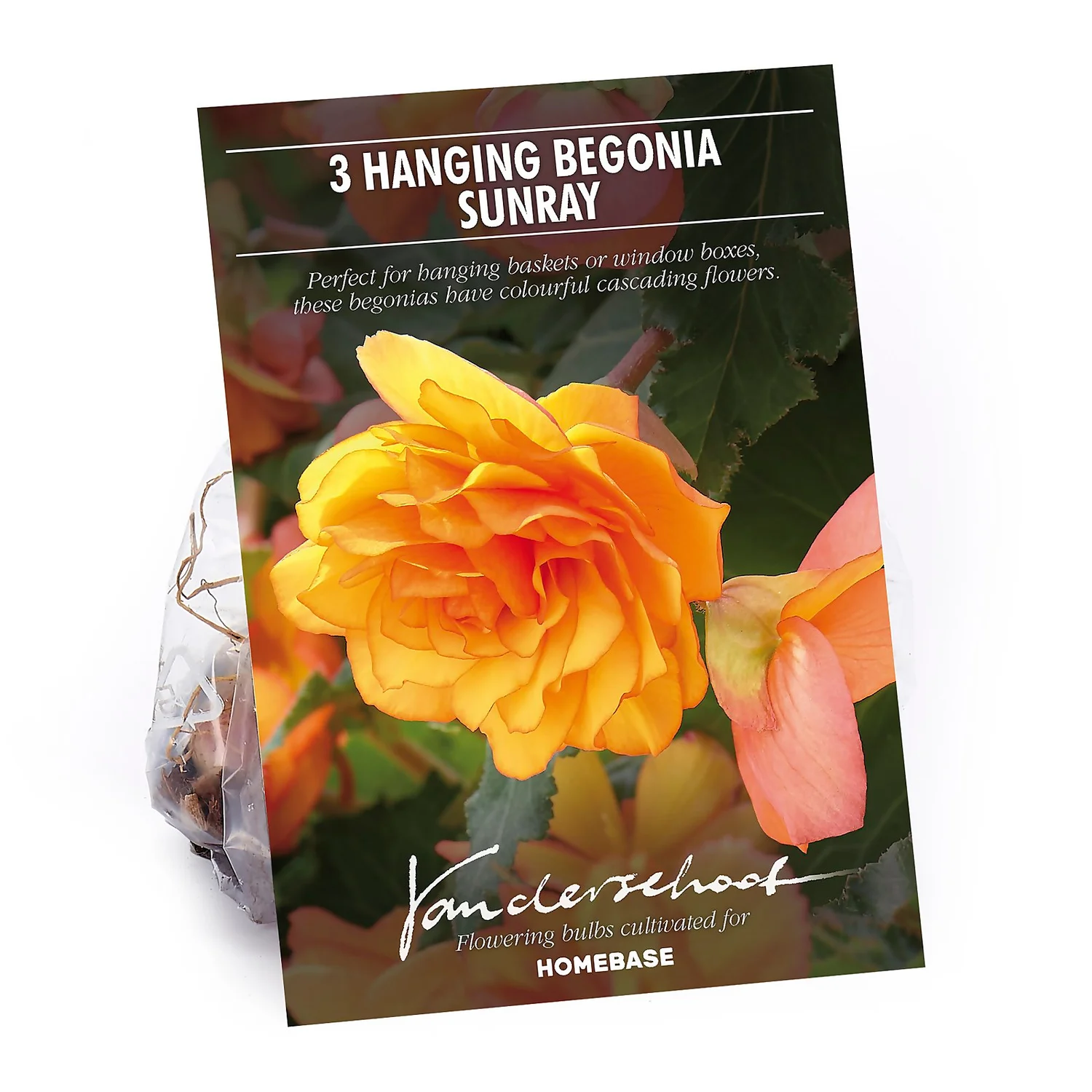 None Hanging Begonia Sunray Flower Bulbs 3 None Hanging Begonia Sunray Flower Bulbs