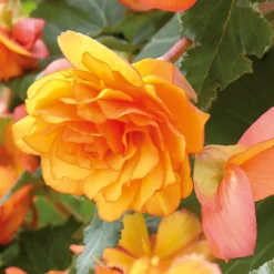 None Hanging Begonia Sunray Flower Bulbs 7 None Hanging Begonia Sunray Flower Bulbs -Elise Bloom 13436280 8945022410694306