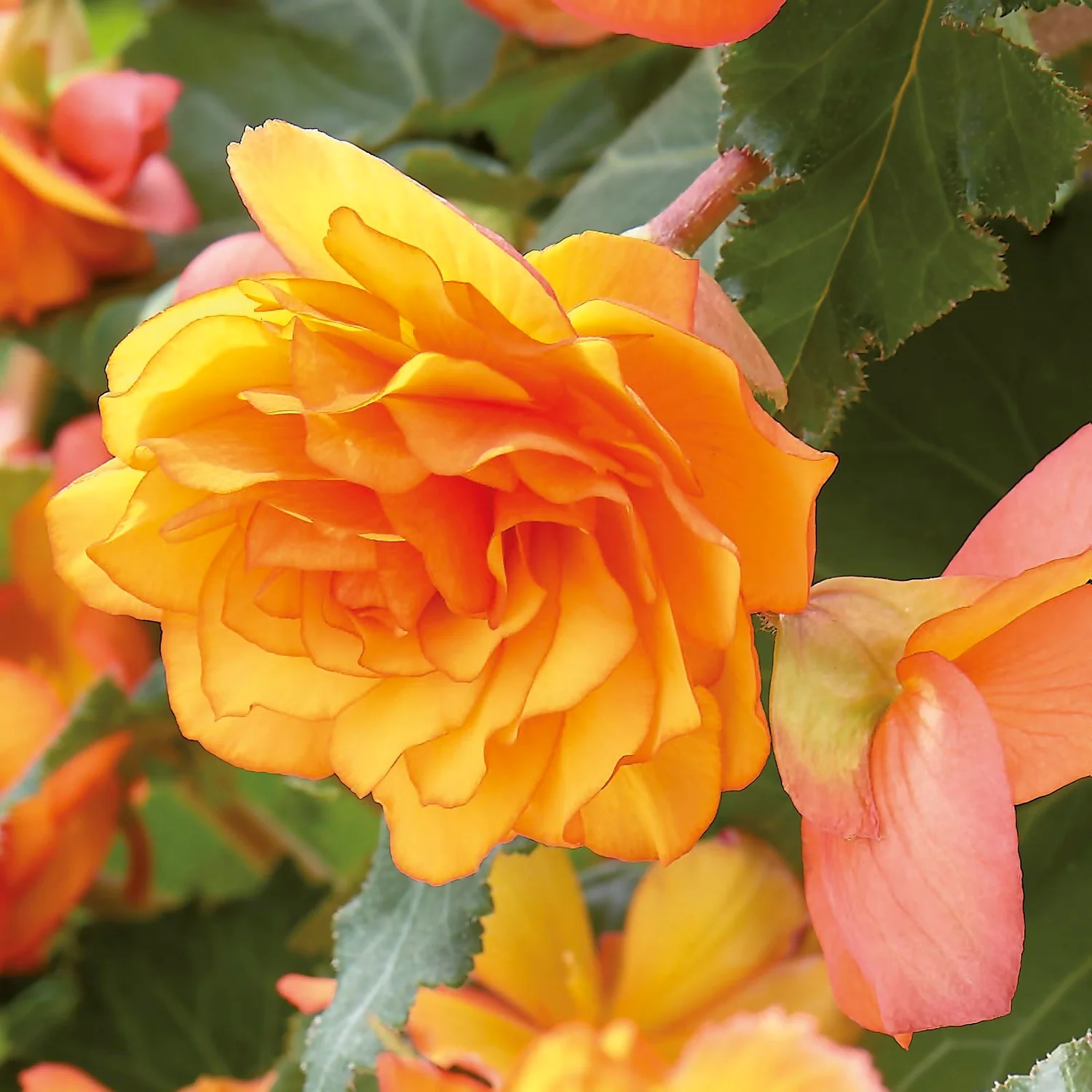 None Hanging Begonia Sunray Flower Bulbs 5 None Hanging Begonia Sunray Flower Bulbs - Image 3