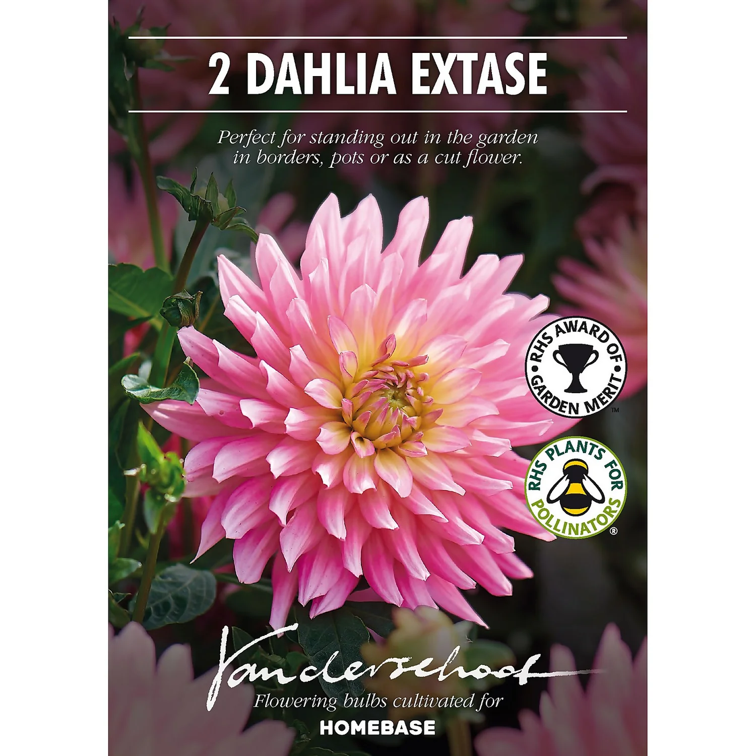 None Decorative Dahlia Extase Flower Bulbs 4 None Decorative Dahlia Extase Flower Bulbs - Image 2