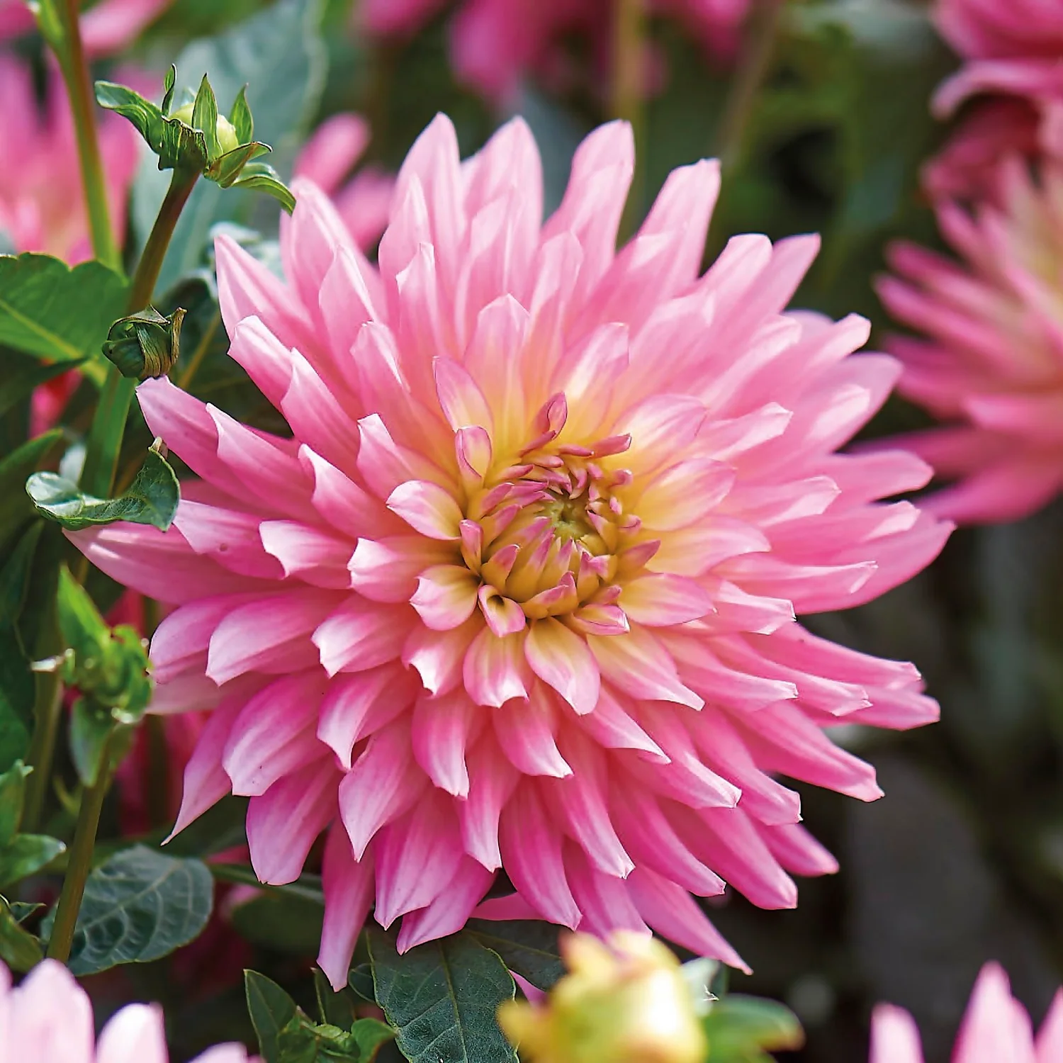 None Decorative Dahlia Extase Flower Bulbs 5 None Decorative Dahlia Extase Flower Bulbs - Image 3