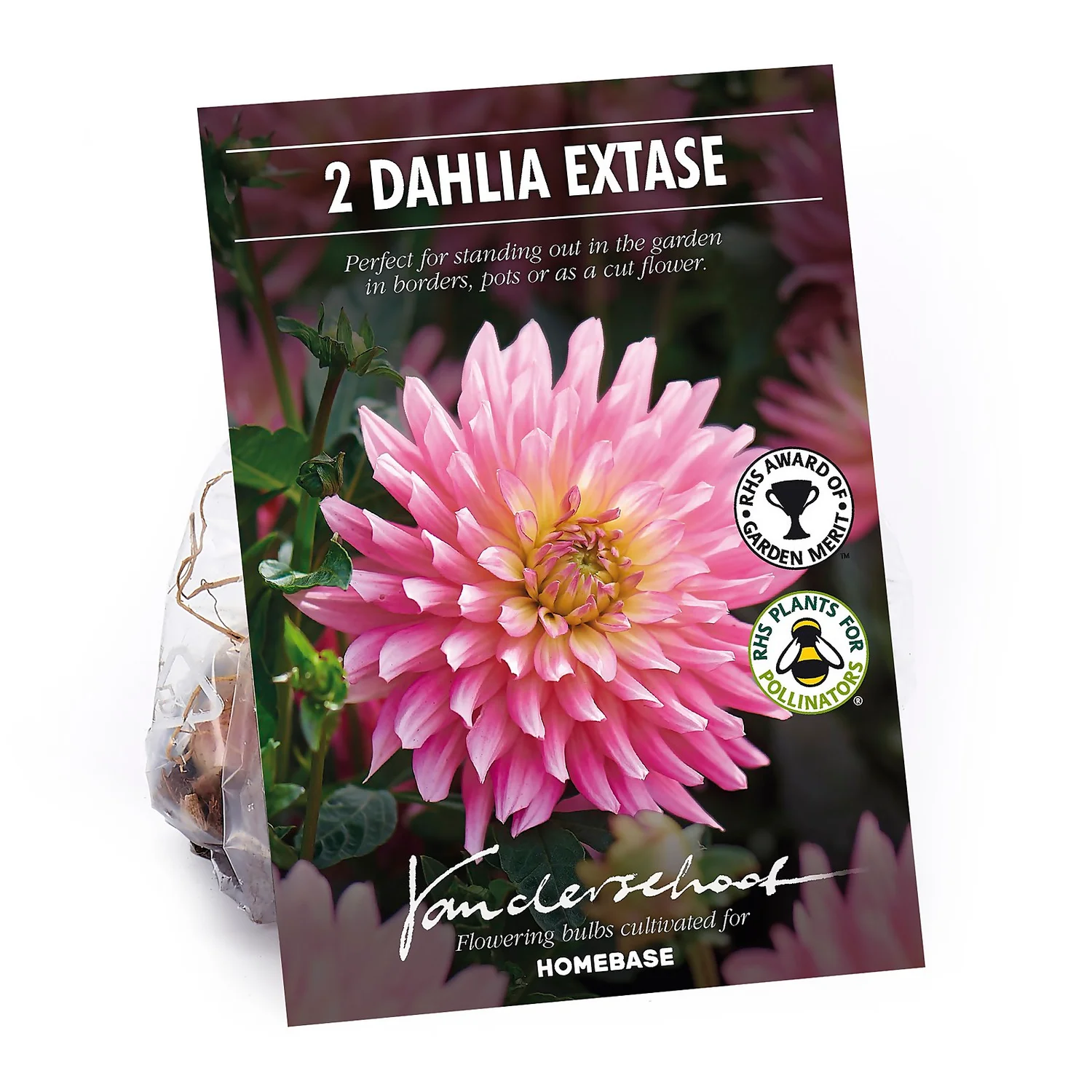 None Decorative Dahlia Extase Flower Bulbs 3 None Decorative Dahlia Extase Flower Bulbs