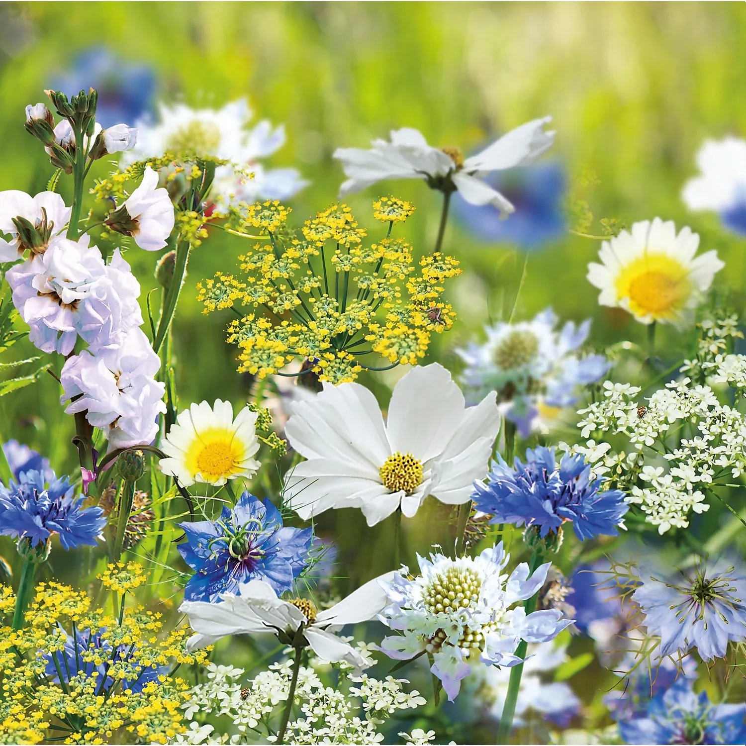 None Seed Mixture Of Blue, Yellow And White Flowers 5 None Seed Mixture Of Blue, Yellow And White Flowers - Image 3
