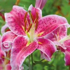 None Oriental Lily Stargazer Flower Bulbs 7 None Oriental Lily Stargazer Flower Bulbs -Elise Bloom 13436287 1705022421675944