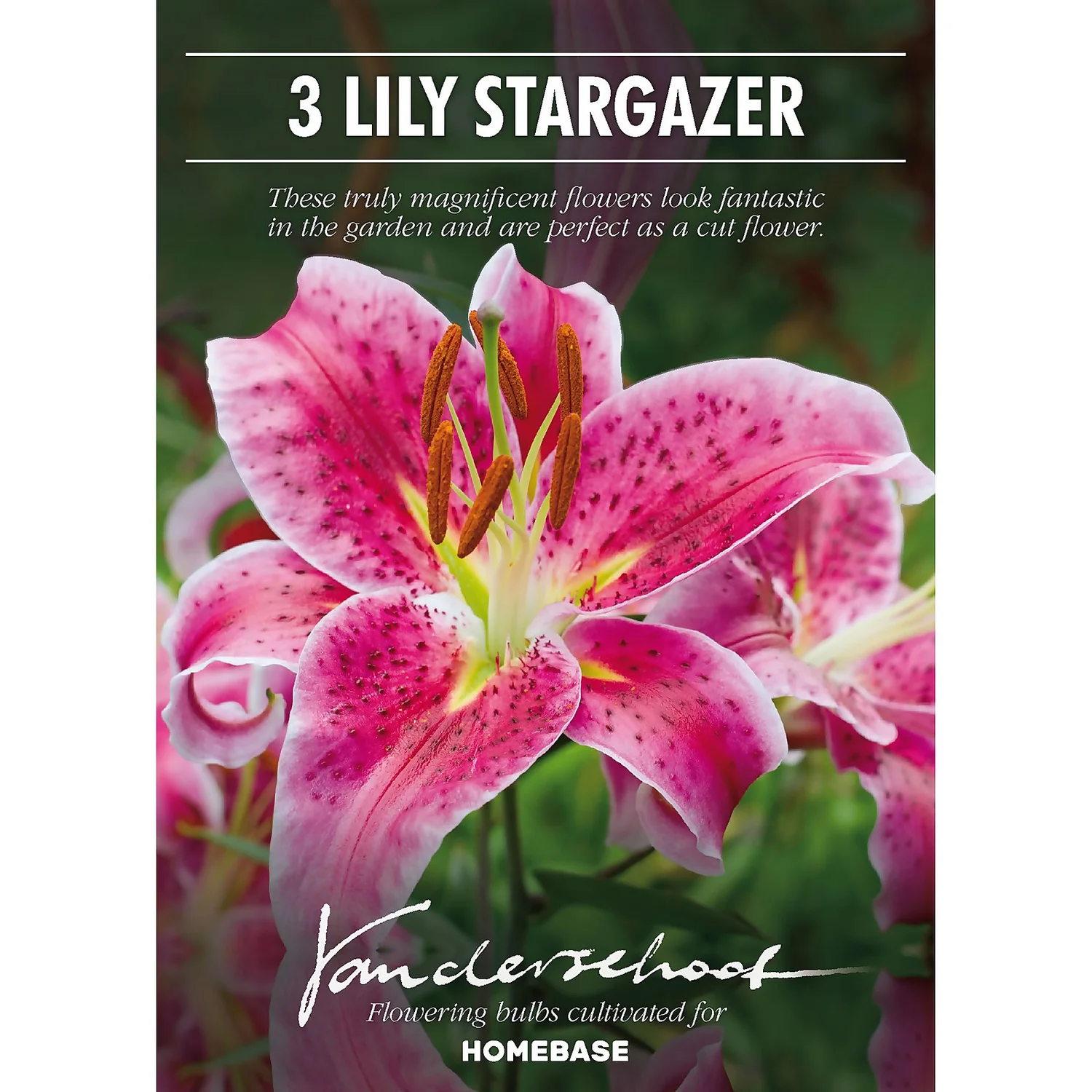 None Oriental Lily Stargazer Flower Bulbs 4 None Oriental Lily Stargazer Flower Bulbs - Image 2