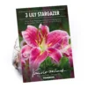 None Oriental Lily Stargazer Flower Bulbs 2 None Oriental Lily Stargazer Flower Bulbs -Elise Bloom 13436287 8775022421579533