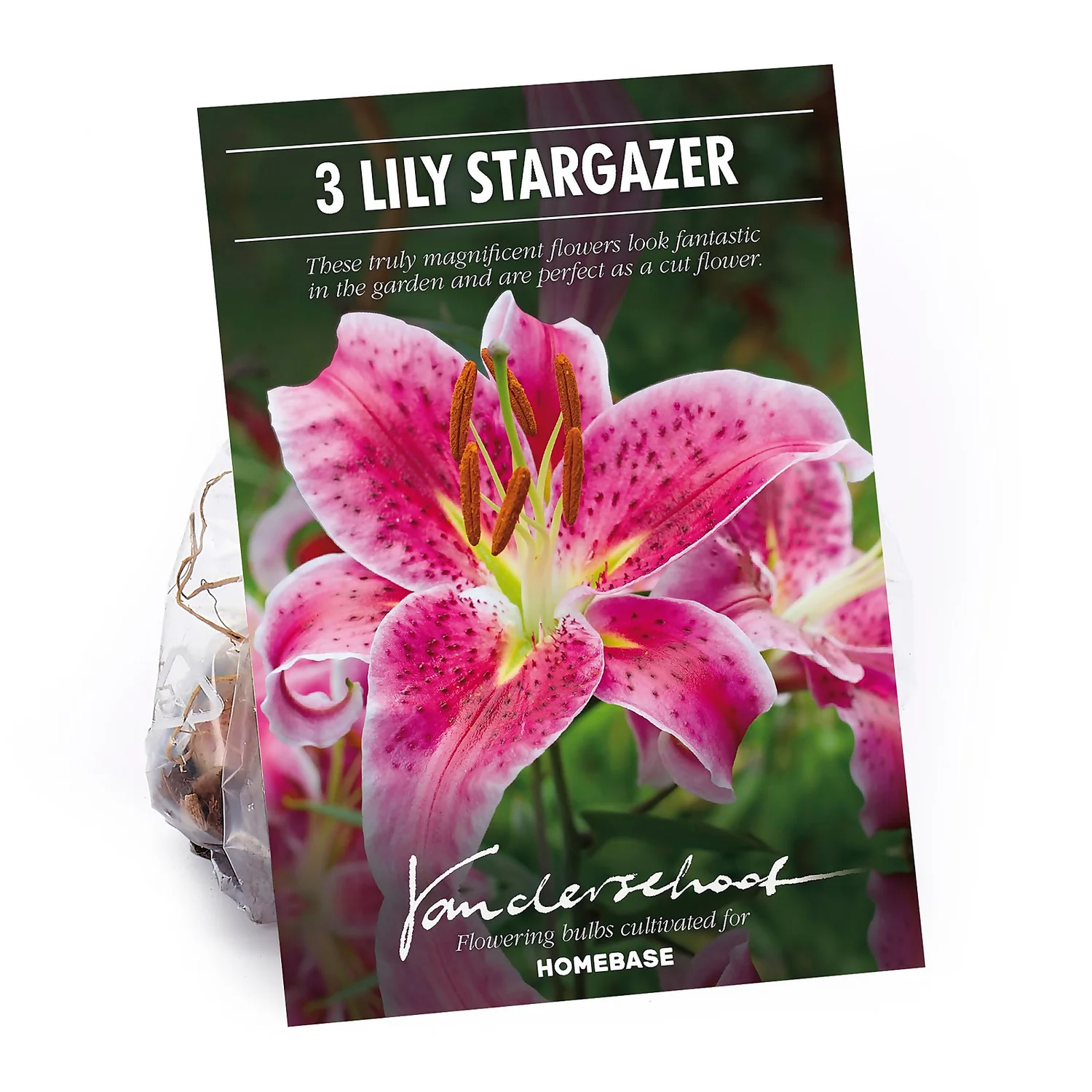 None Oriental Lily Stargazer Flower Bulbs 3 None Oriental Lily Stargazer Flower Bulbs