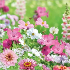 None Seed Mixture Of Pink And White Flowers -Elise Bloom 13436288 3855022448394652