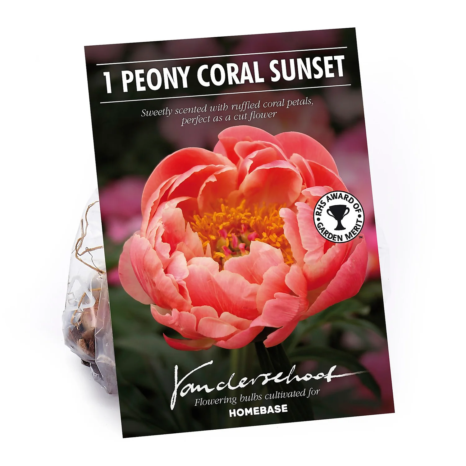 None Peony Lactiflora Coral Sunset Flower Bulb 3 None Peony Lactiflora Coral Sunset Flower Bulb