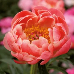 None Peony Lactiflora Coral Sunset Flower Bulb 7 None Peony Lactiflora Coral Sunset Flower Bulb -Elise Bloom 13436289 2535022448150857