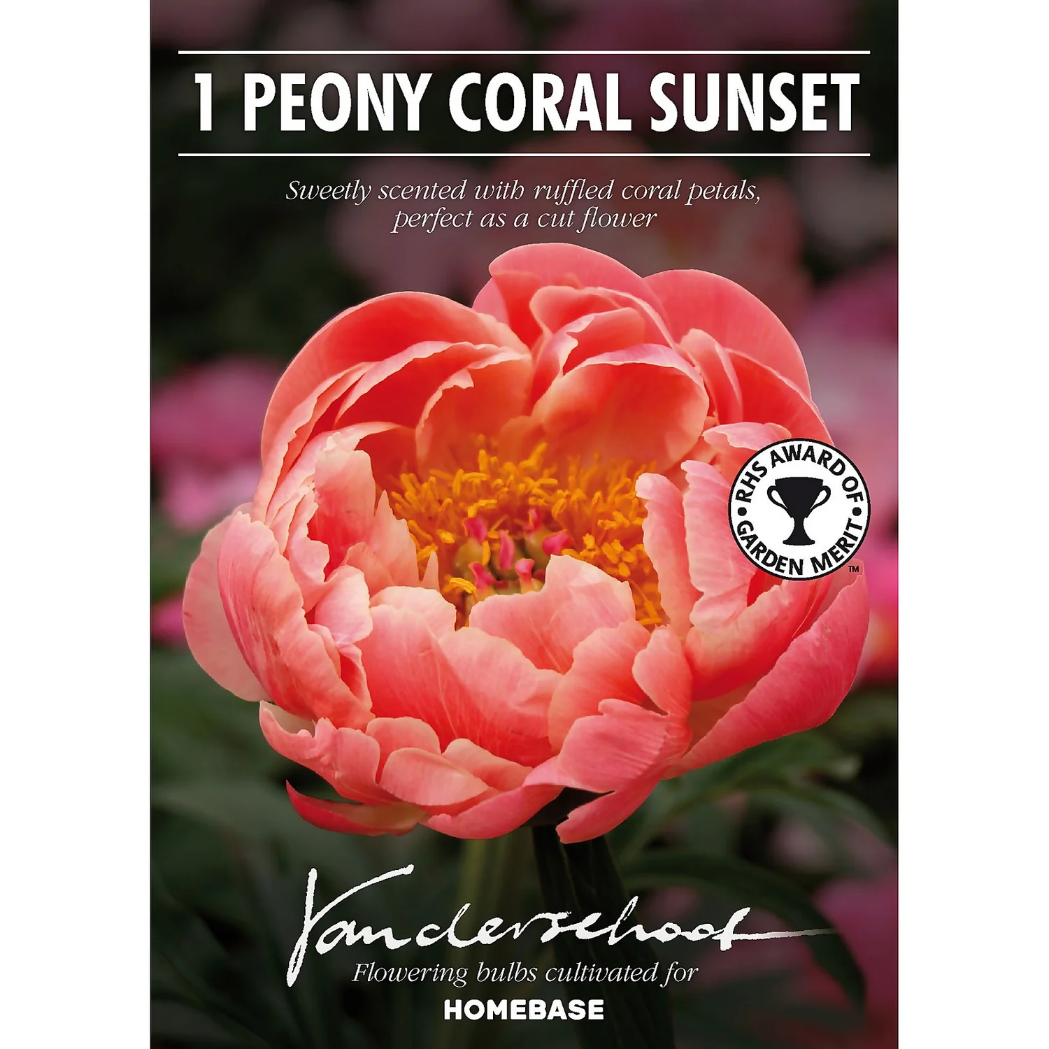 None Peony Lactiflora Coral Sunset Flower Bulb 4 None Peony Lactiflora Coral Sunset Flower Bulb - Image 2