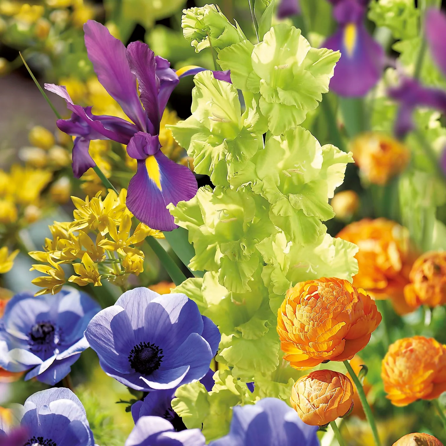 None Summer Shades Flower Bulb Collection 5 None Summer Shades Flower Bulb Collection - Image 3