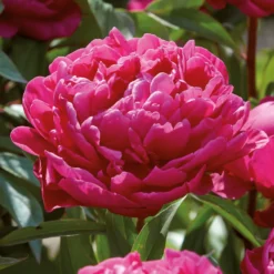 Peony Karl Rosenfield Flower Bulb 7 Peony Karl Rosenfield Flower Bulb -Elise Bloom 13436298 1635022448228383