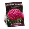 Peony Karl Rosenfield Flower Bulb 2 Peony Karl Rosenfield Flower Bulb -Elise Bloom 13436298 4975022447876564