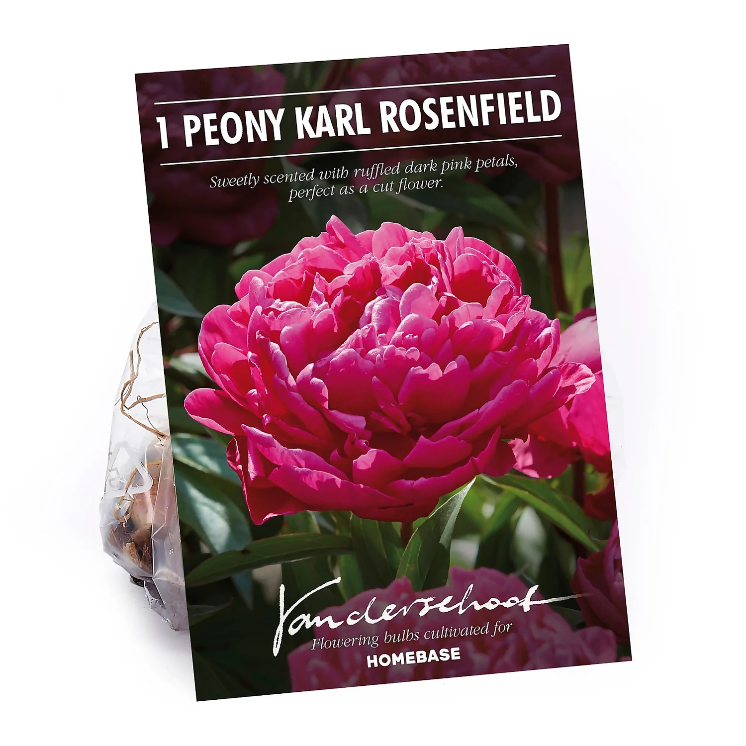 Peony Karl Rosenfield Flower Bulb 3 Peony Karl Rosenfield Flower Bulb