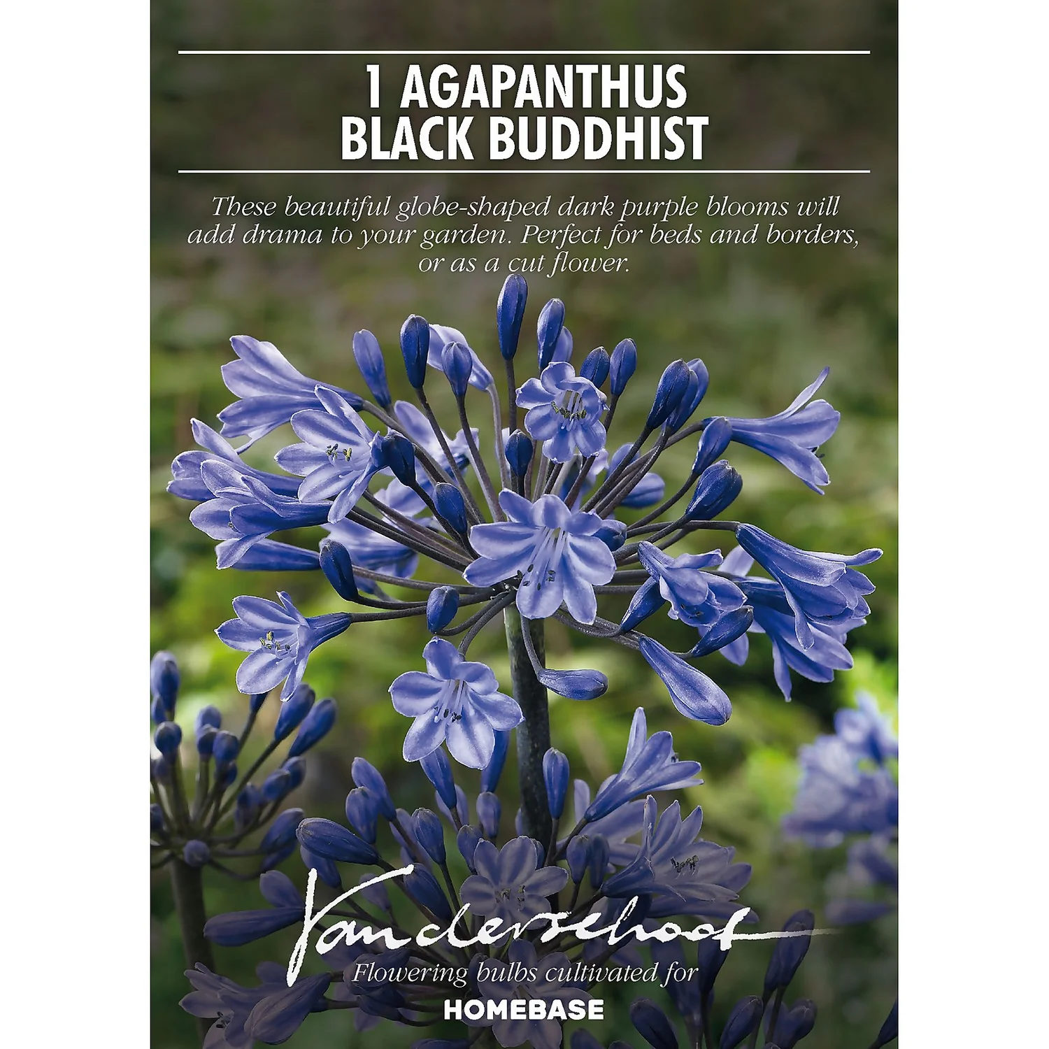 Agapanthus Black Buddhist Flower Bulb 4 Agapanthus Black Buddhist Flower Bulb - Image 2