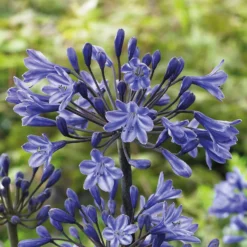 Agapanthus Black Buddhist Flower Bulb 7 Agapanthus Black Buddhist Flower Bulb -Elise Bloom 13436301 2145022448067823