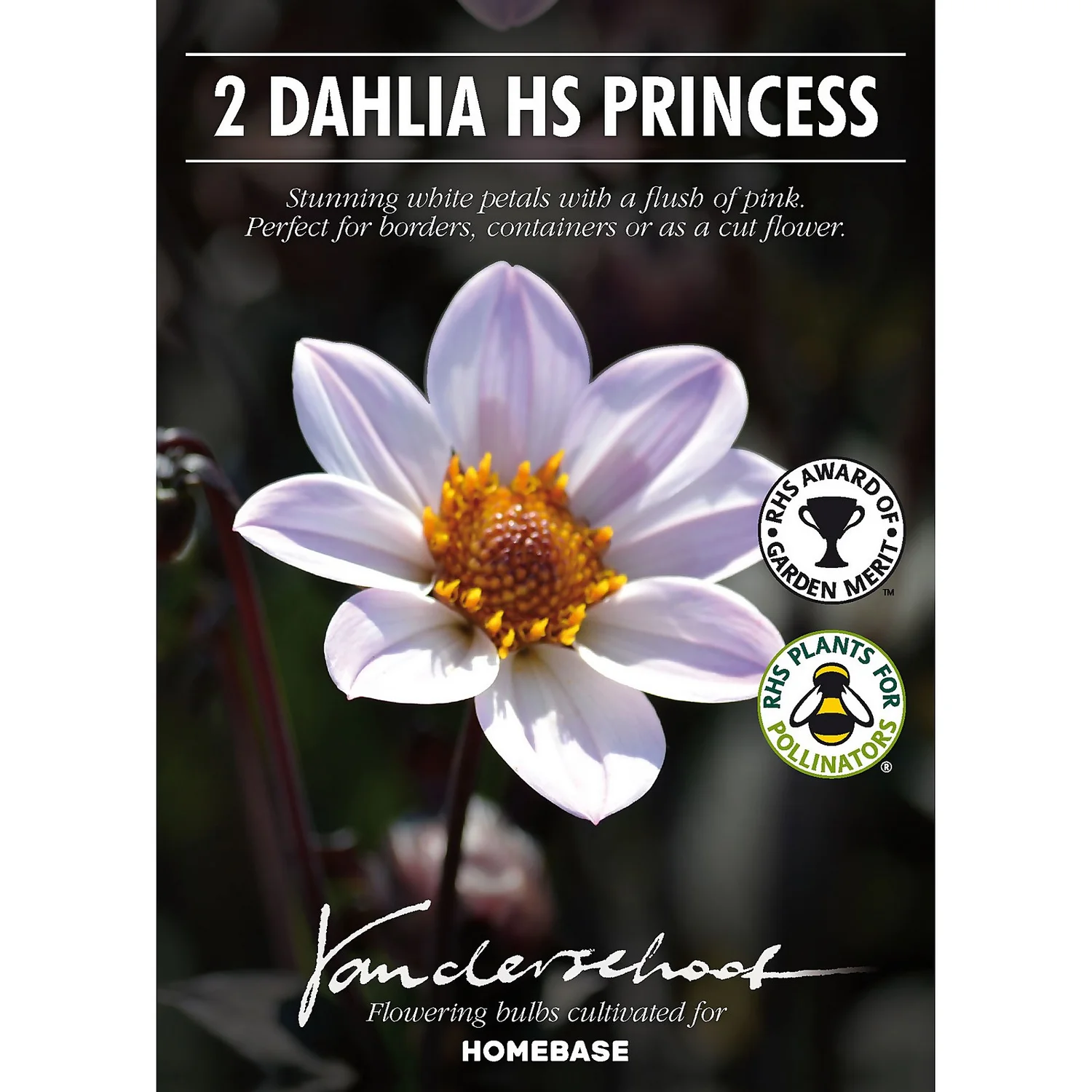 Dahlia HR Princess Flower Bulbs 4 Dahlia HR Princess Flower Bulbs - Image 2
