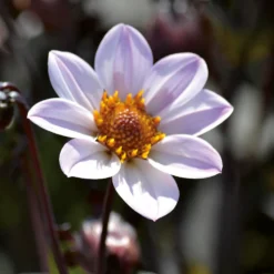 Dahlia HR Princess Flower Bulbs 7 Dahlia HR Princess Flower Bulbs -Elise Bloom 13436302 1855022447978969