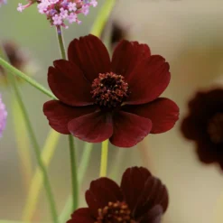 Chocolate Cosmos Flower Bulb 7 Chocolate Cosmos Flower Bulb -Elise Bloom 13436305 1615022448208601