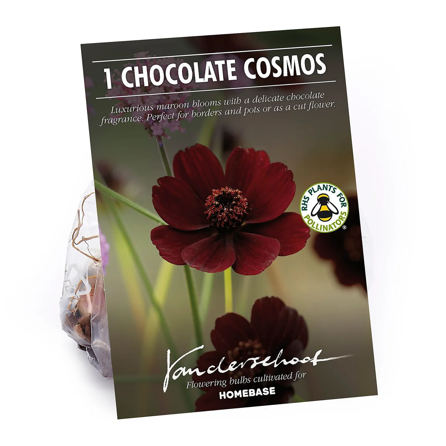 Chocolate Cosmos Flower Bulb 3 Chocolate Cosmos Flower Bulb