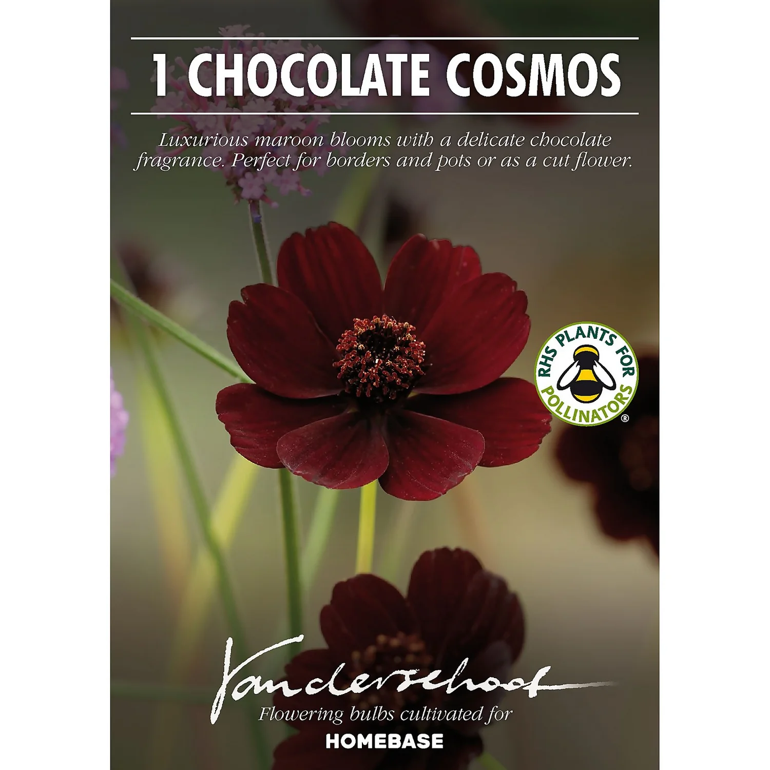 Chocolate Cosmos Flower Bulb 4 Chocolate Cosmos Flower Bulb - Image 2